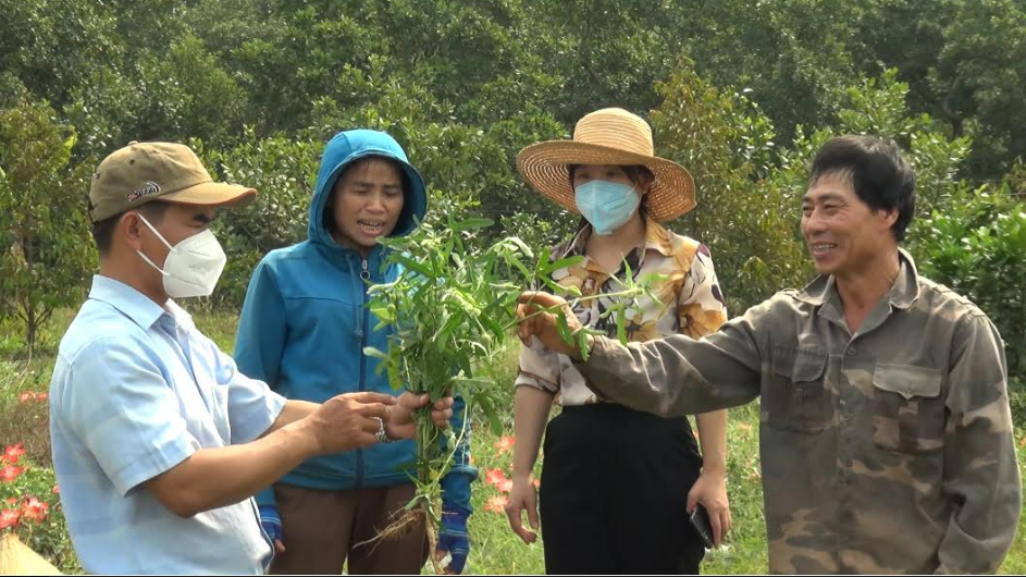Niềm vui của gia đình anh Trần Đình Quý - Thôn 7, xã Bình Minh, huyện Bù Đăng sau 6 tháng gian khổ thử nghiệm cấy Sâm Bố Chính bắt đầu cho củ và thu hoạch hạt.