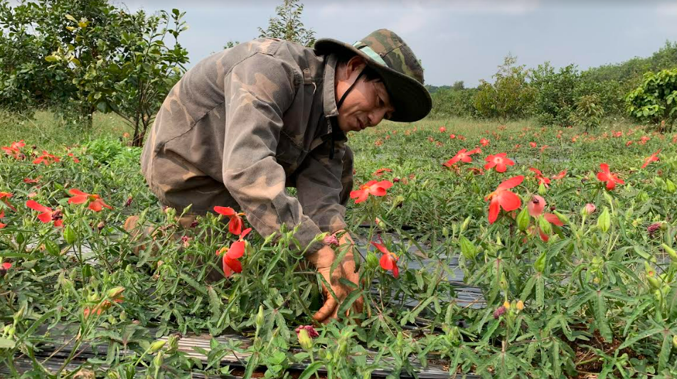 Hiệu quả bước đầu mô hình xen canh cây dược liệu Sâm Bố Chính ở xã Bình Minh, huyện Bù Đăng