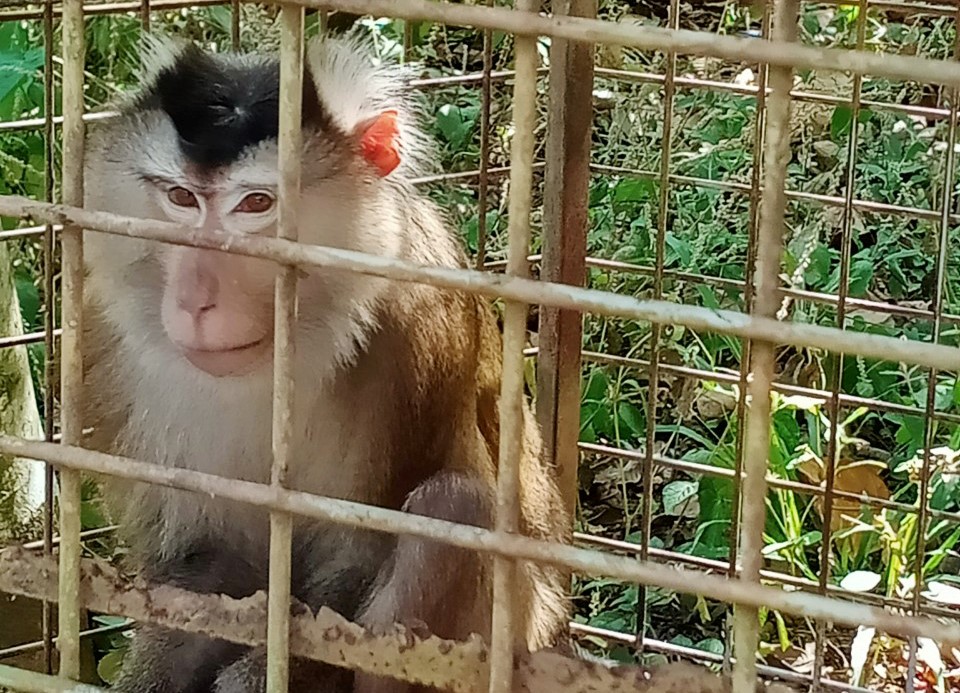 Bù Đăng: Hạt Kiểm lâm Bù Đăng bàn giao cá thể Khỉ đuôi lợn thả về môi trường tự nhiên